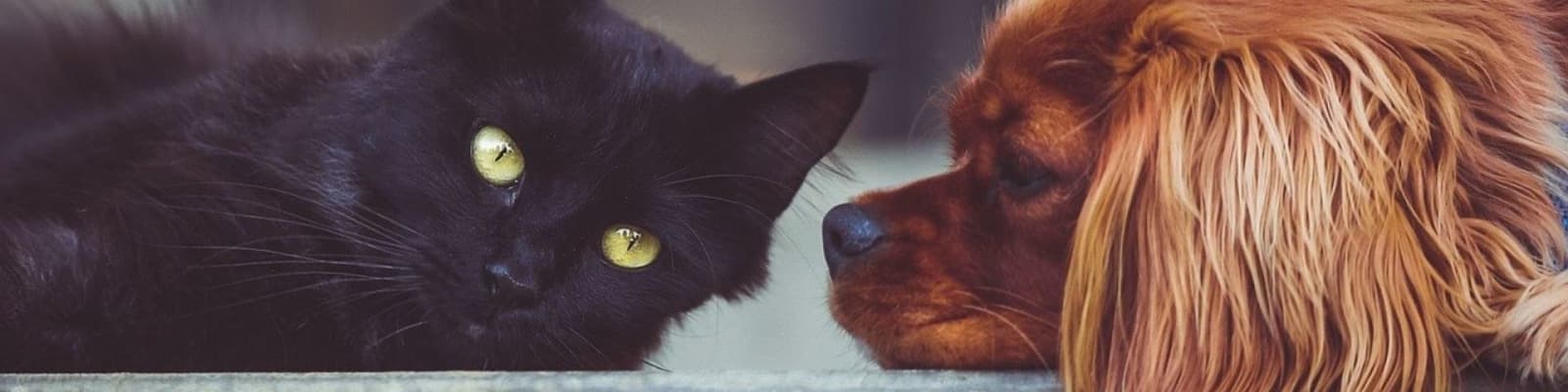 pet sitters in Johannesburg