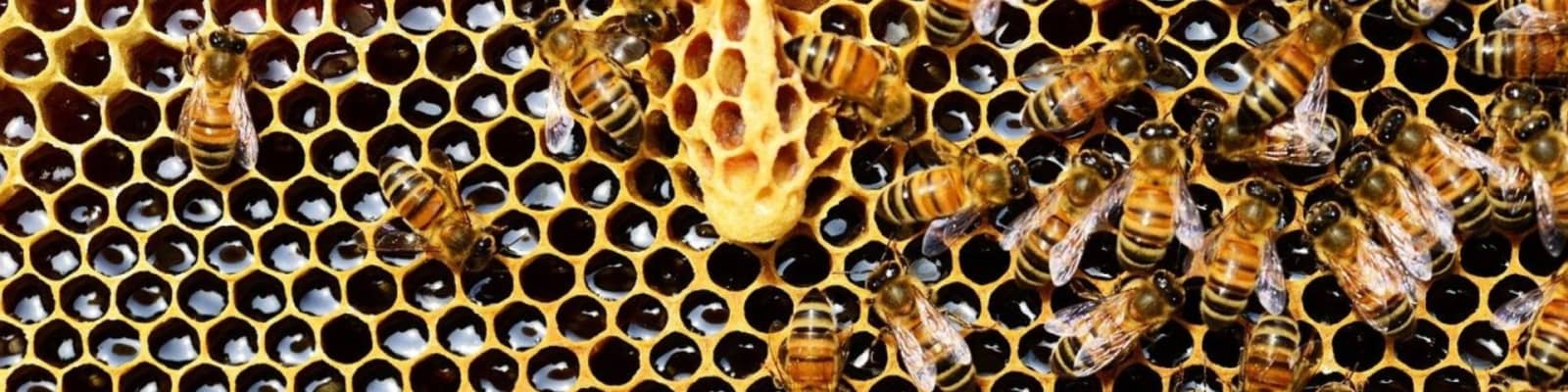 bee removals in Boksburg