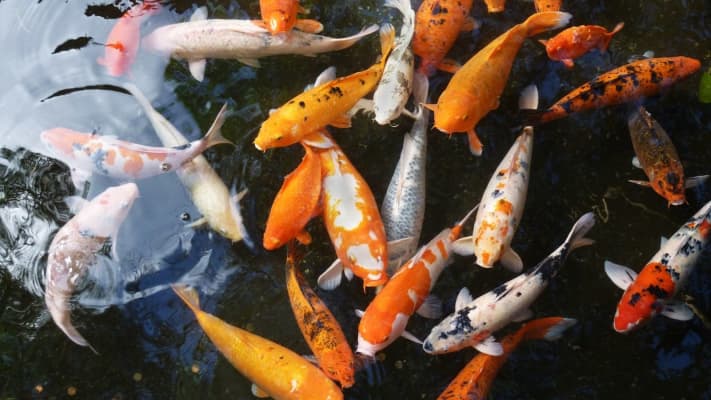 koi ponds pros in Roodepoort